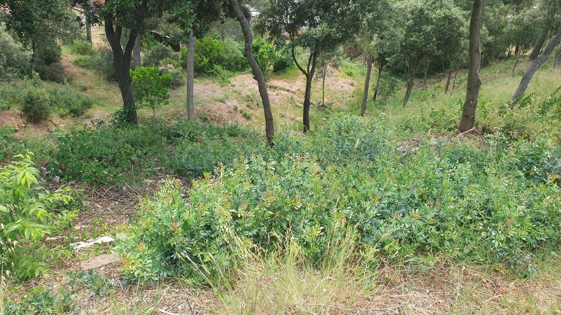 Parcela en venta en La Figuerola – Castellnou de Bages - foto 5