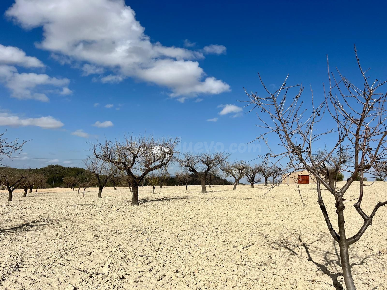 Parcela 71641m² en venta - Bullas - foto 2