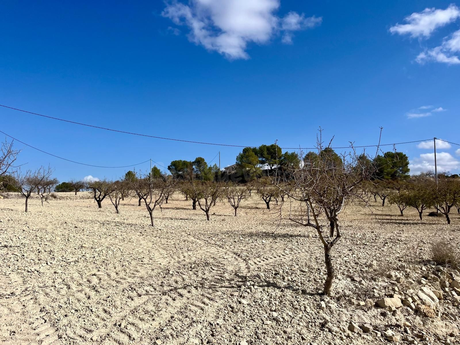 Parcela 71641m² en venta - Bullas - foto 3
