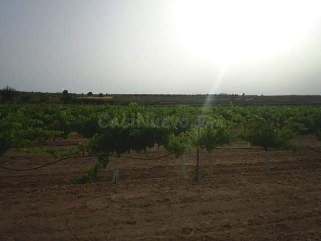 Parcela en venta - Yecla - foto 3