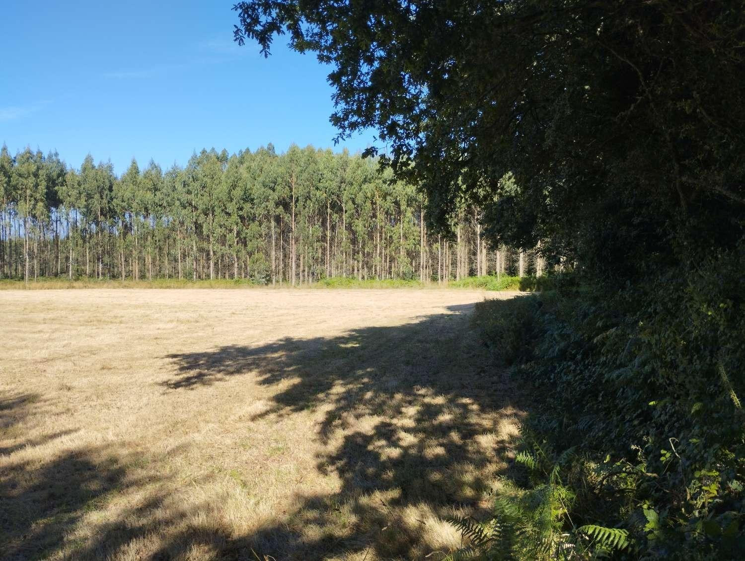 Finca en A Sabugeira, Begonte, Lugo - foto 2