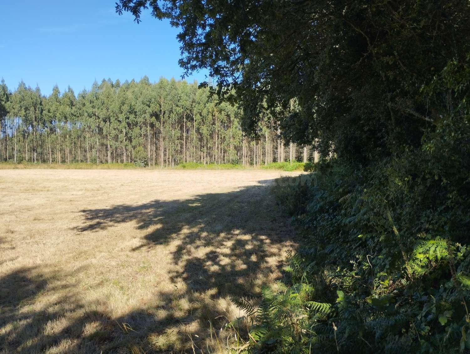 Finca en A Sabugeira, Begonte, Lugo - foto 5