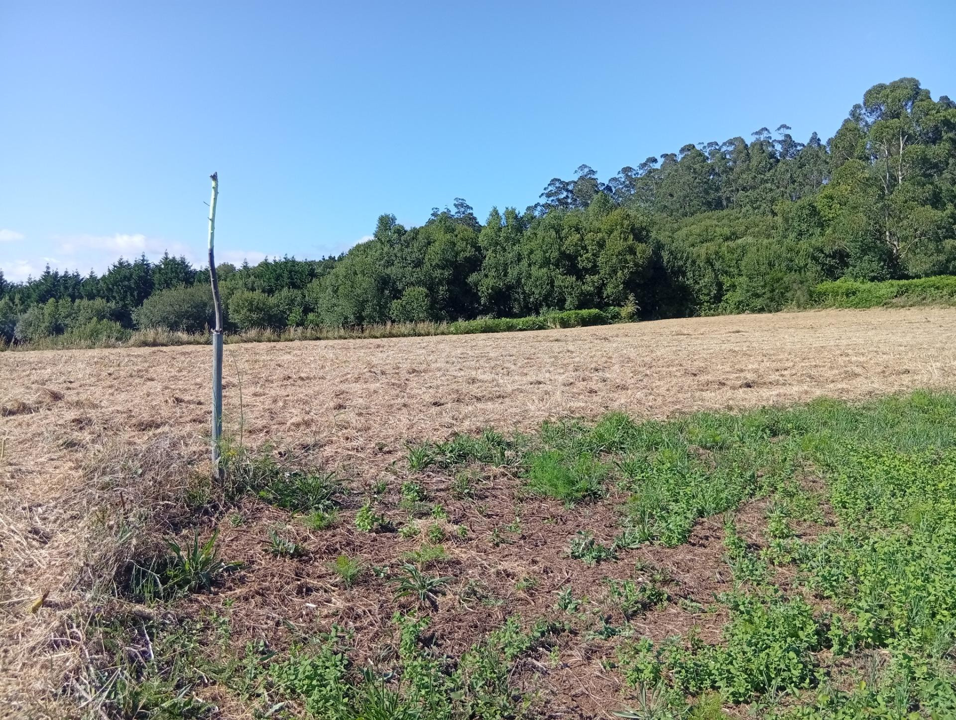 Terreno urbano en Laraxe, Cabanas. - foto 4