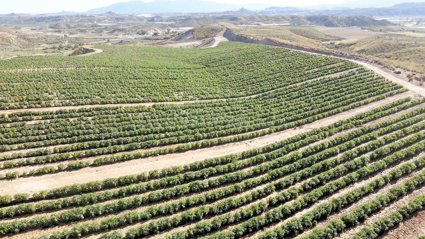 Parcela cultivada en producción - foto 2