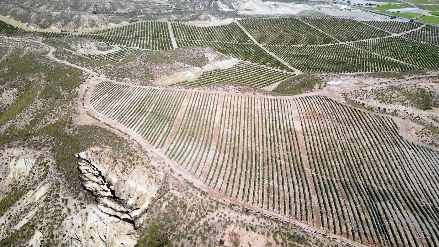 Parcela cultivada en producción - foto 5