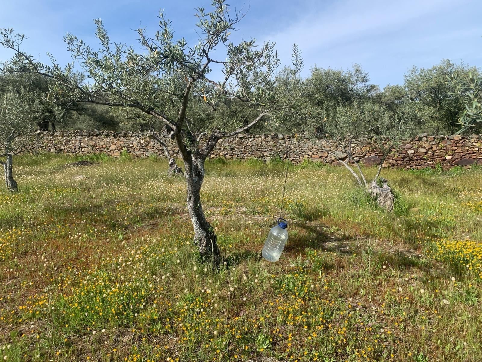 Paraje Carboneras, Casas de Millán - foto 2