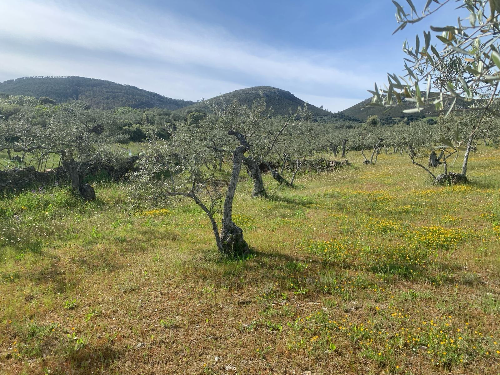 Paraje Carboneras, Casas de Millán - foto 4