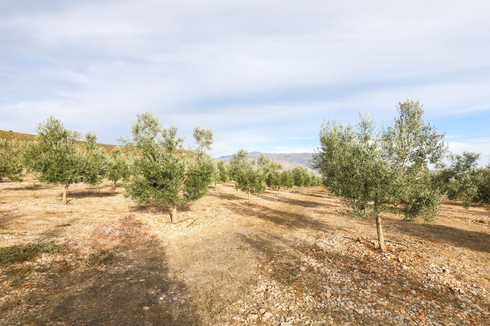 Inmejorable finca de Olivos de primera calidad en Villamena (Cozvijar), más de 3.300 olivos....
