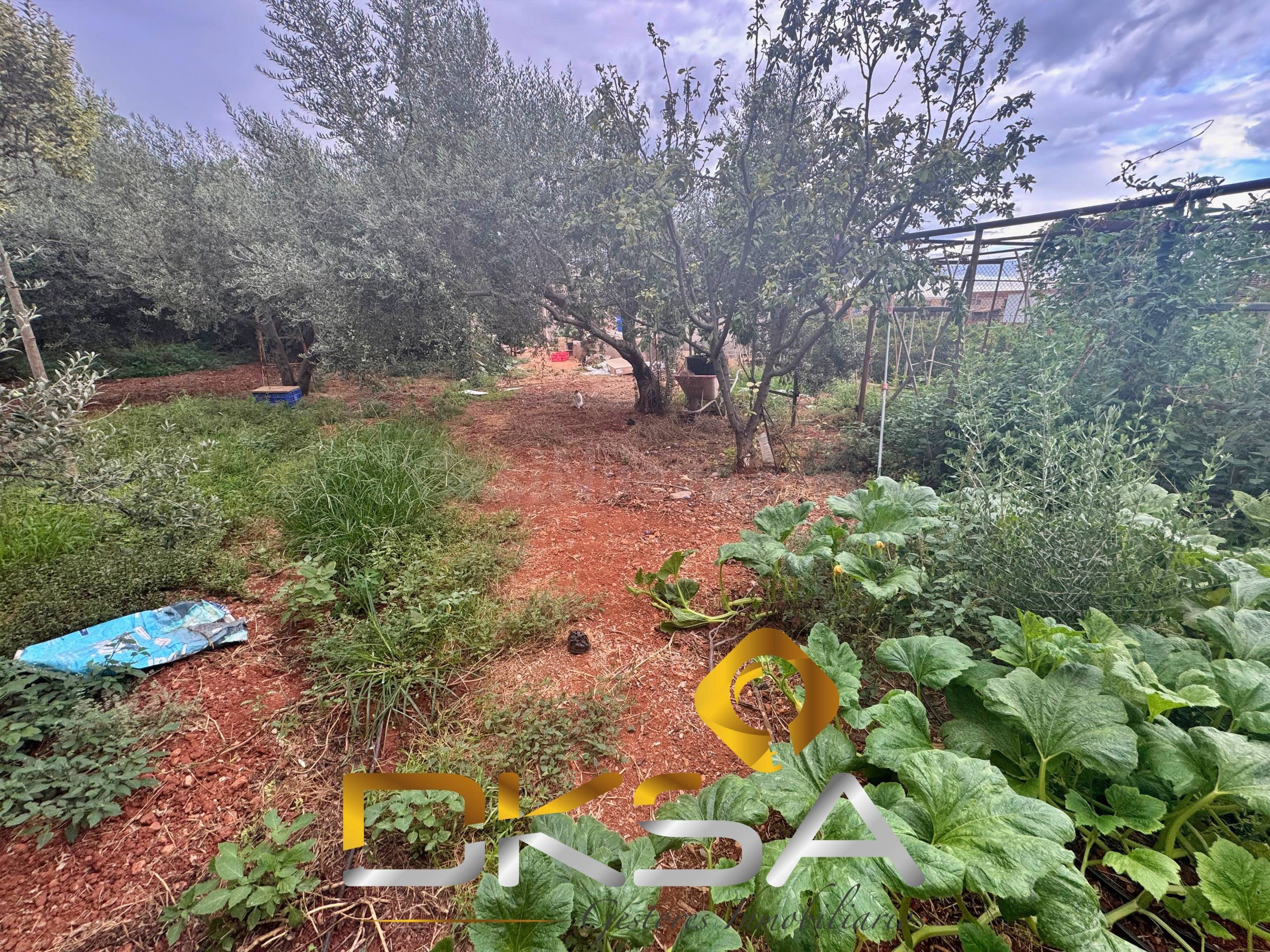 2.754 M2 DE TERRENO, AGUA DE POZO Y HUERTA PREPARADA EN VILA - foto 4
