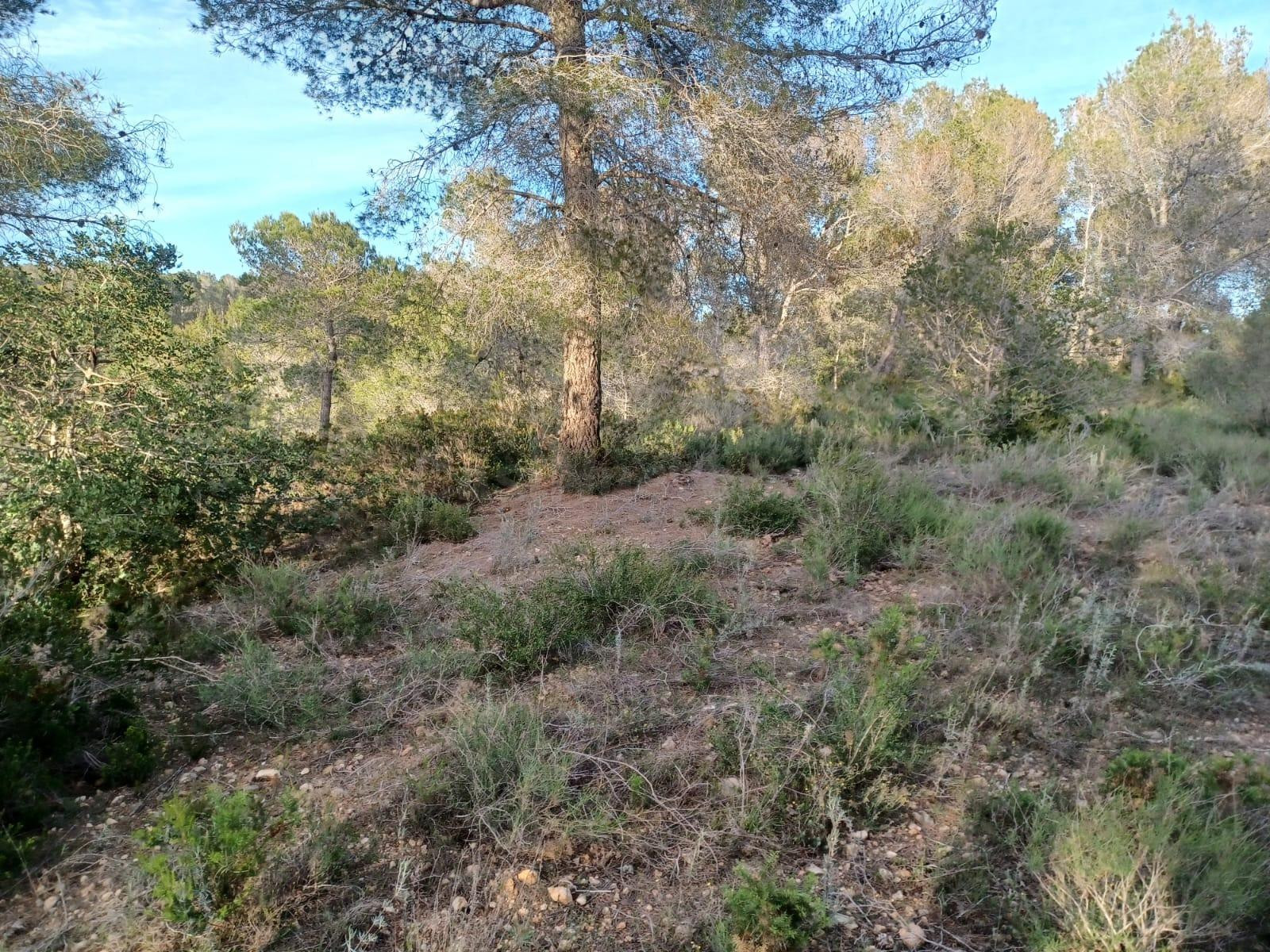 Terreno en venta en Vallmoll - foto 3