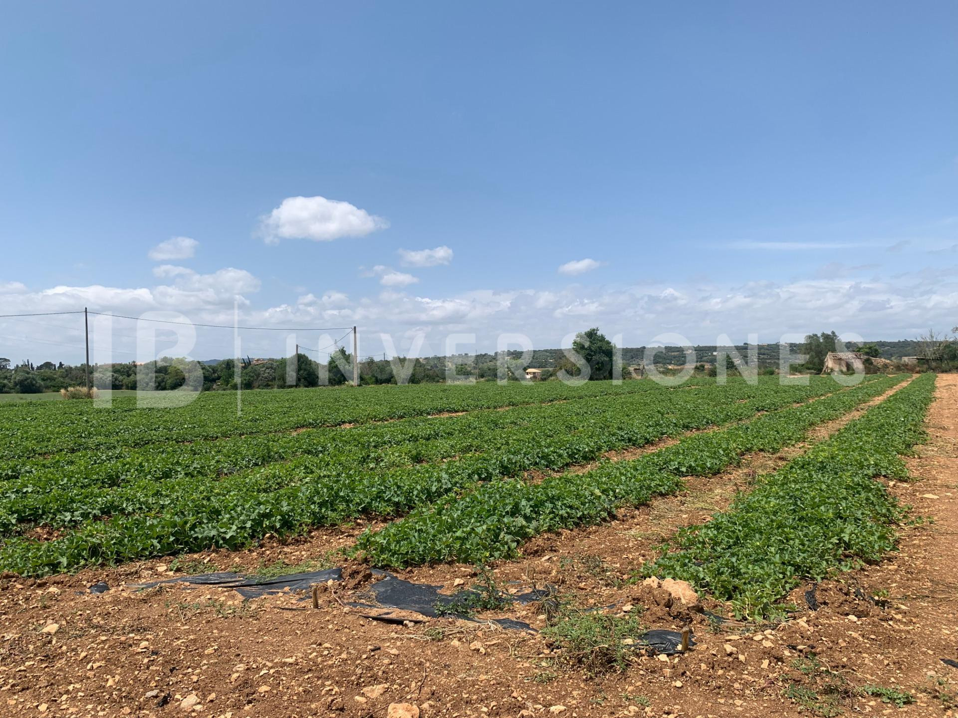 Parcela 337m² en venta - Manacor - foto 3