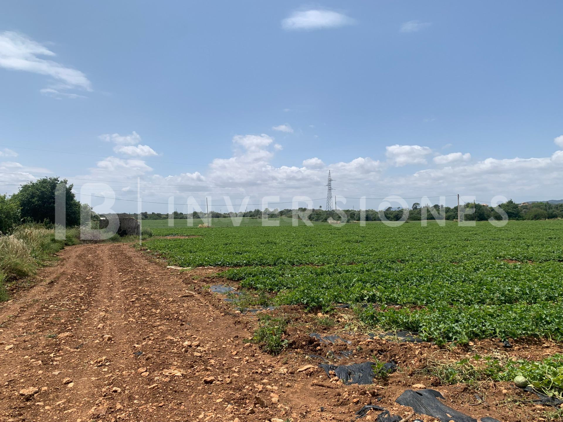 Parcela 337m² en venta - Manacor - foto 4