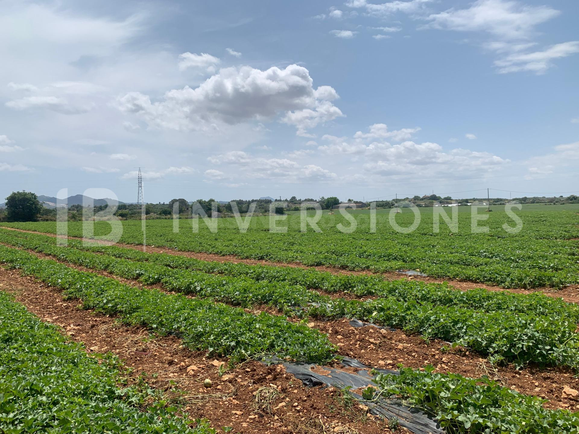 Parcela 337m² en venta - Manacor - foto 5