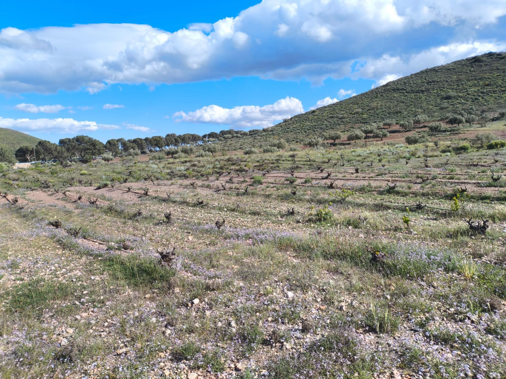 Terreno Rural en Venta en Alboloduy - foto 4