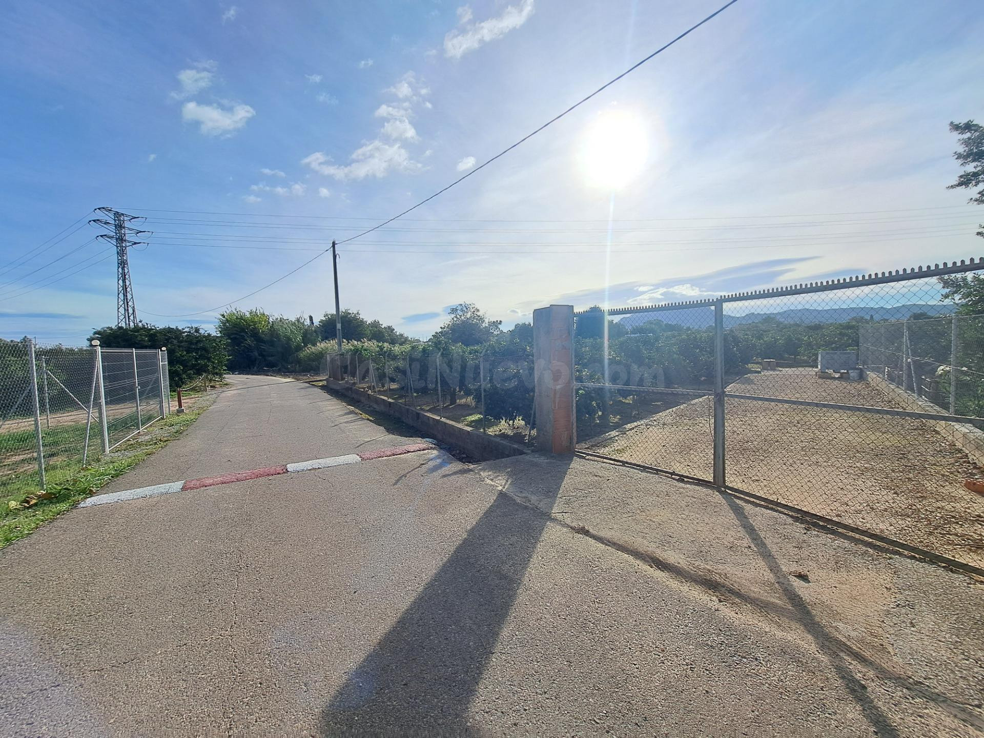 CAMPO DE NARANJOS EN PRODUCCIÓN