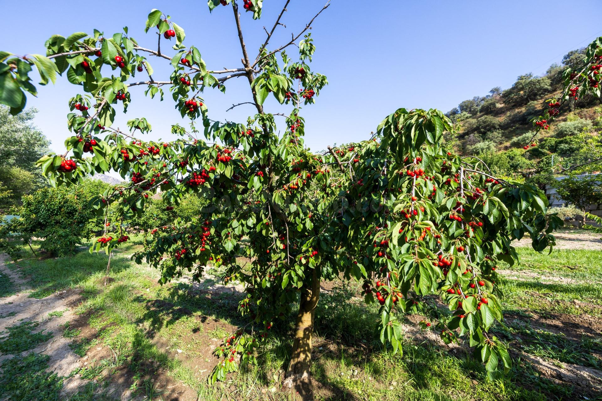 MARAVILLOSA FINCA RUSTICA