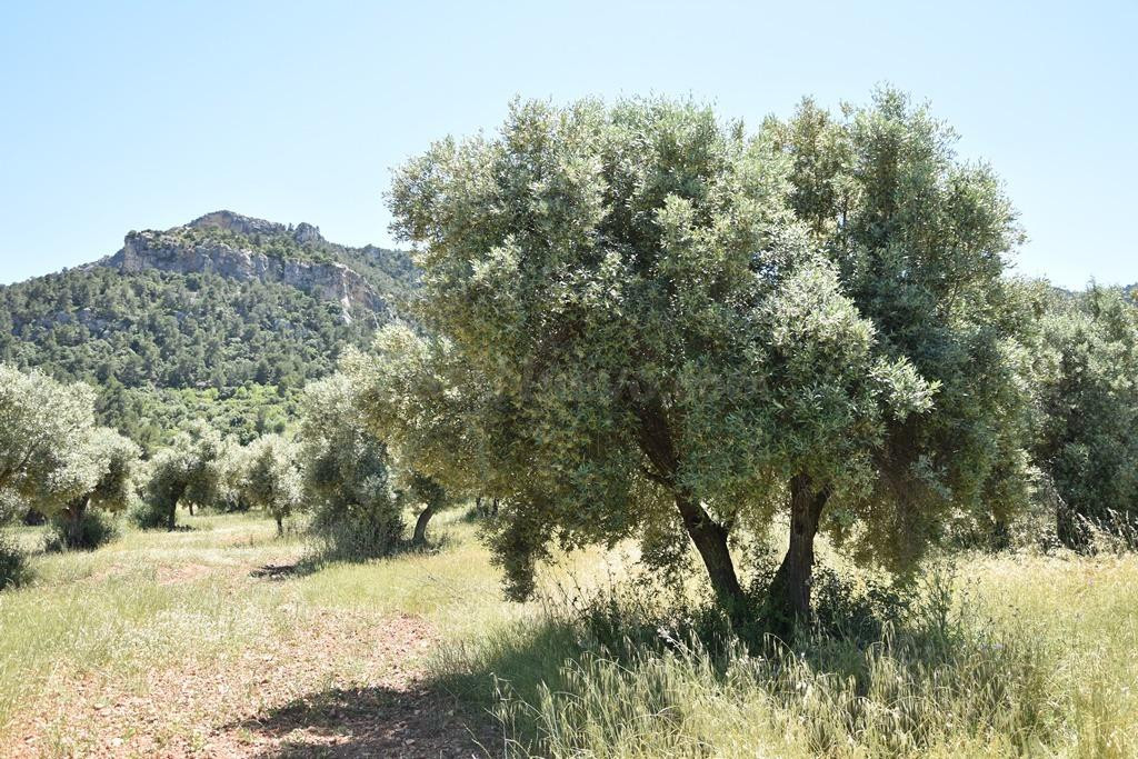 Finca rústica con maset en Valderrobres - foto 4