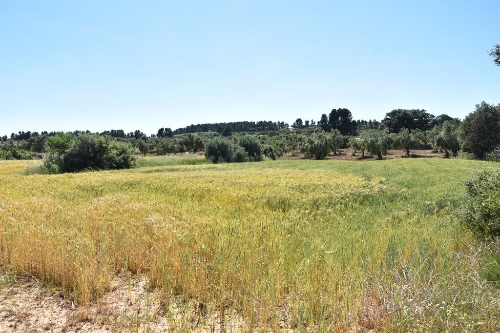 Finca rústica en Cretas - foto 4