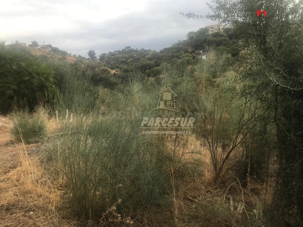 CUEVAS BAJAS- Parcelas de 2.000 m con pozo comunitario y pun - foto 3