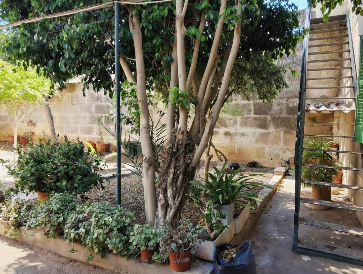 CASA EN SANTA MARGALIDA - foto 2