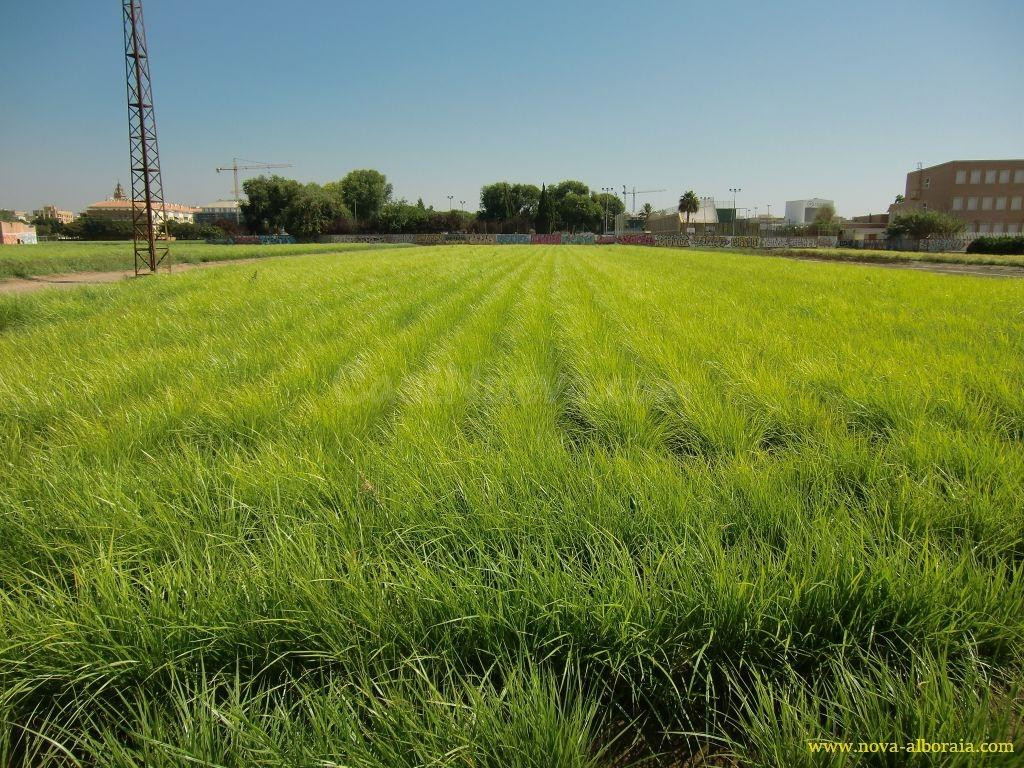 Terreno rural en venta - Huerta