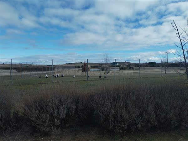 LOTE DE FINCAS RUSTICAS EN CODORNIZ, SEGOVIA - foto 4