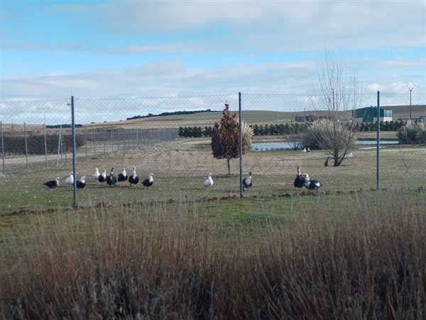 LOTE DE FINCAS RUSTICAS EN CODORNIZ, SEGOVIA - foto 5