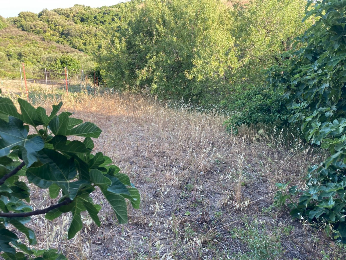 PARCELA MUY CERCA DEL PUEBLO - foto 4