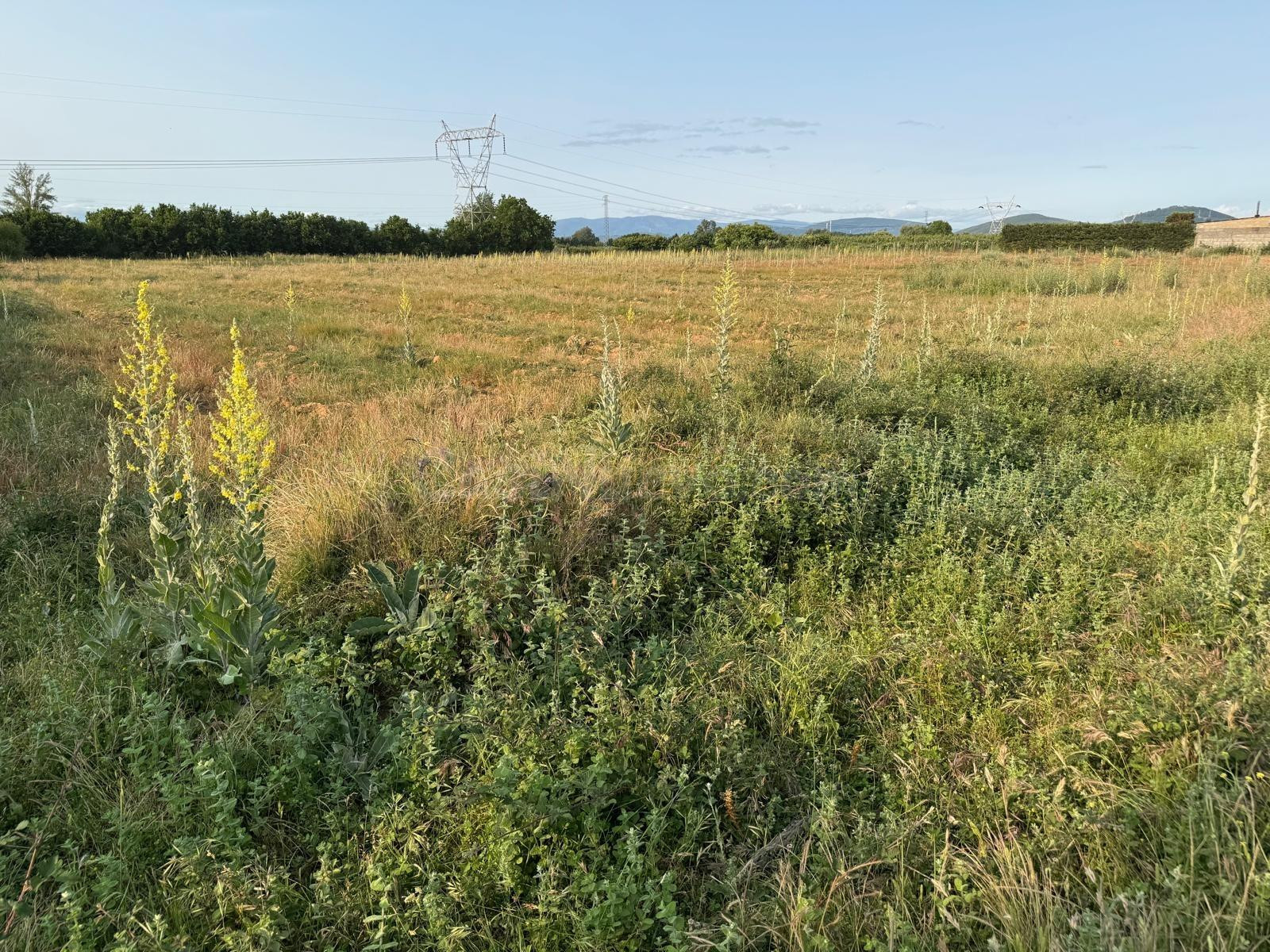 SE VENDE FINCA RUSTICA EN LAS CHANAS DE CAMPONARAYA - foto 2