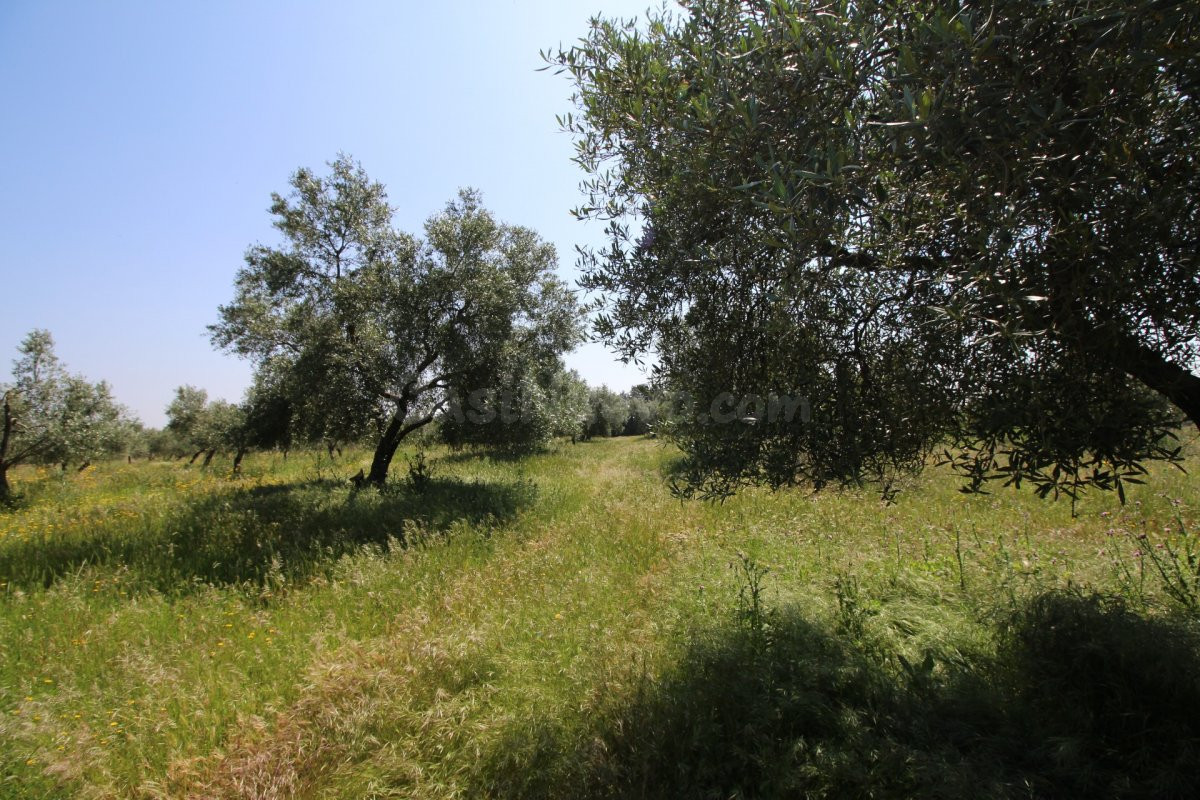 Terreno rural en venta - Alrededores - foto 4