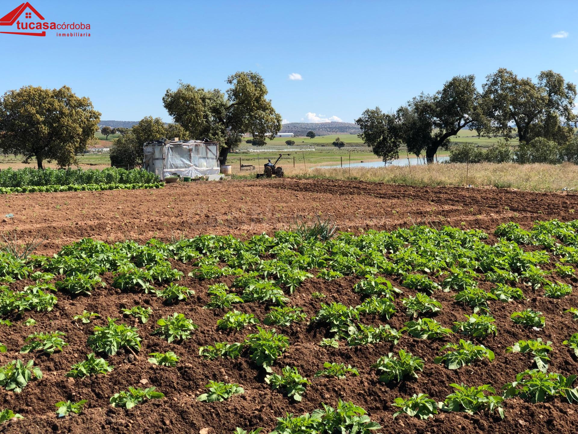 CASA CON TERRENO A ORILLAS DEL PANTANO EN PEÑARROYA - foto 4