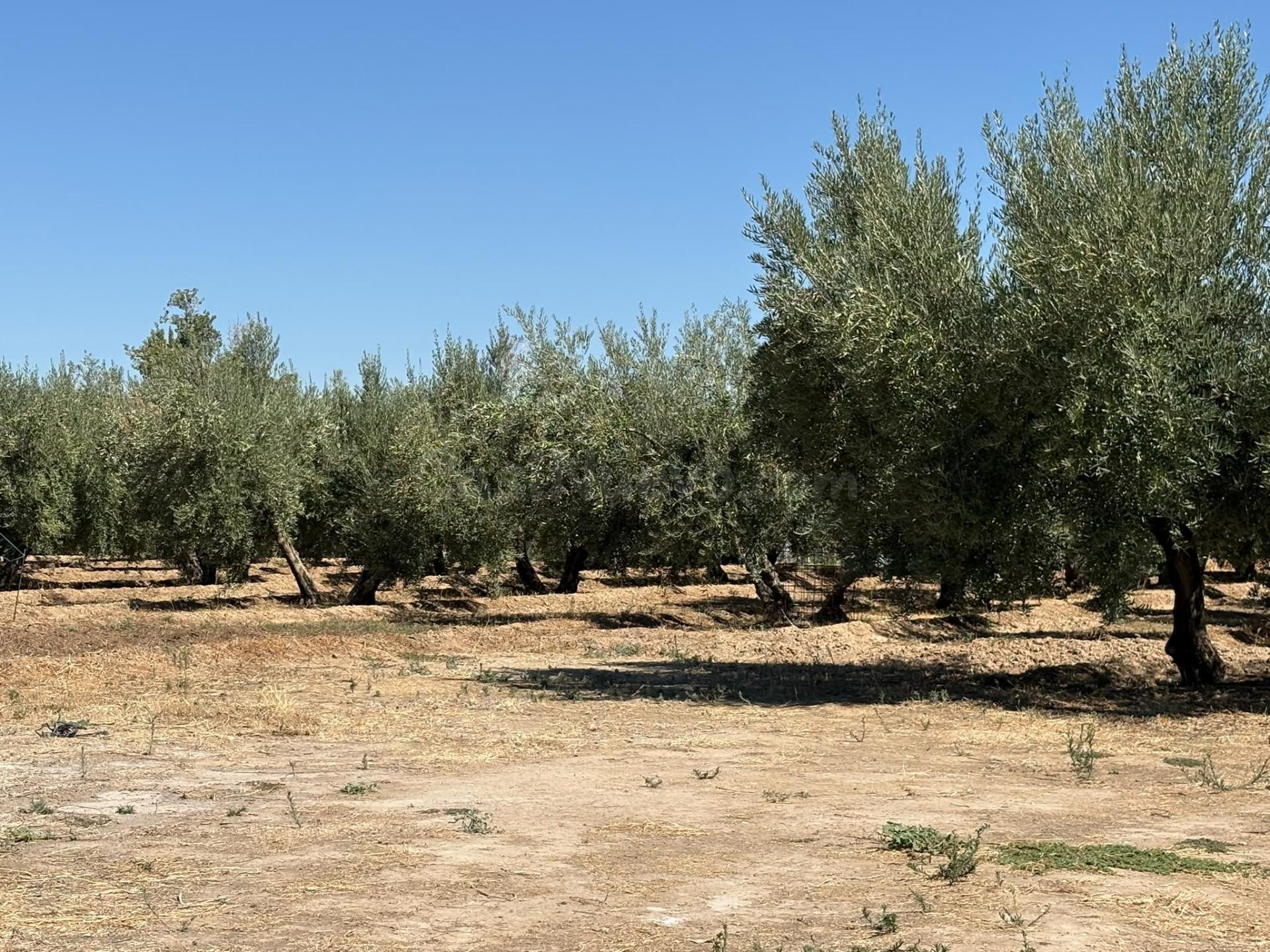 FINCA RUSTICA DE OLIVOS EN ZONA DE VEGA DE OTURA JUNTO AL CASCO URBANO Y ASFALTADO, 3.160 METROS, EN PRODUCCIÓN.