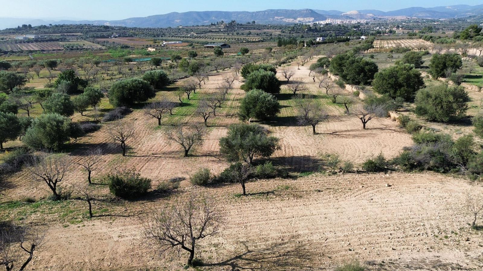 Terreno Casinos - foto 2