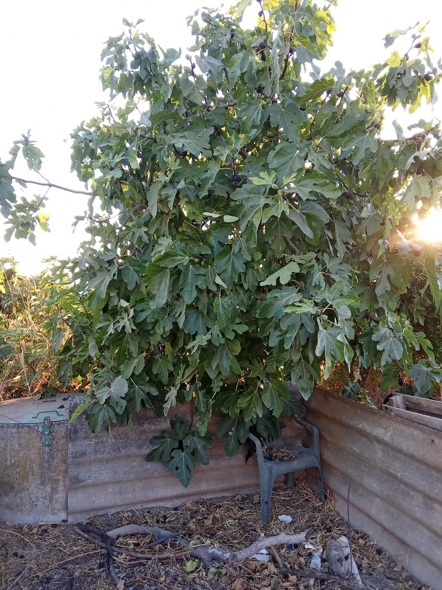 Terreno de regadío en venta para uso agrario - foto 3