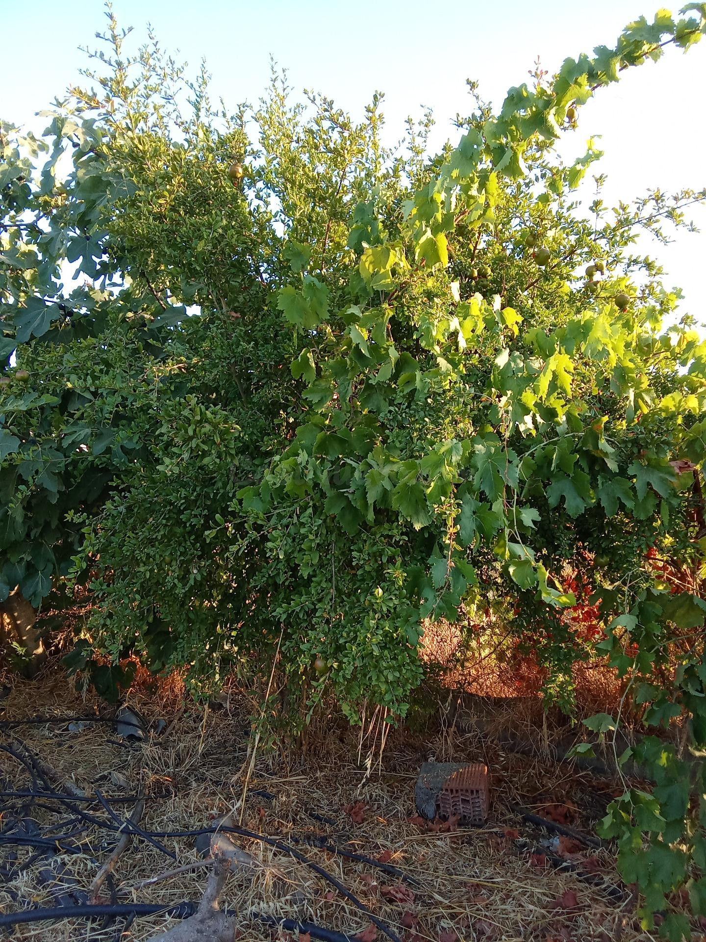 Terreno de regadío en venta para uso agrario - foto 5