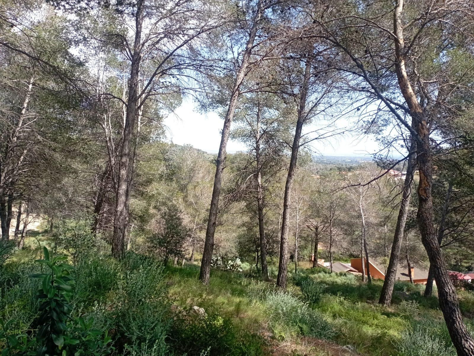 OPORTUNIDAD! Tres Terrenos Urbanizables unidos en Riudecanye - foto 3