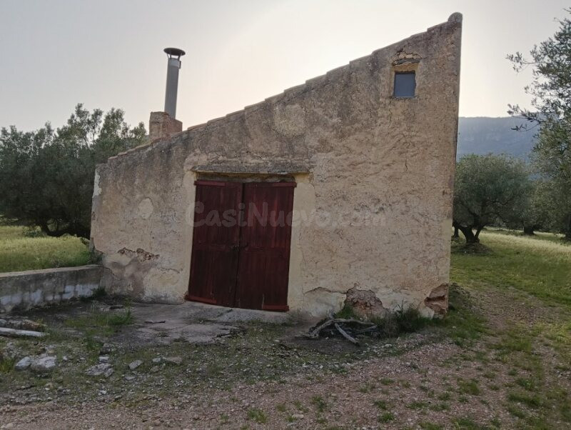 FINCA CON MASIA Y OLIVOS CON DERECHO A AGUA