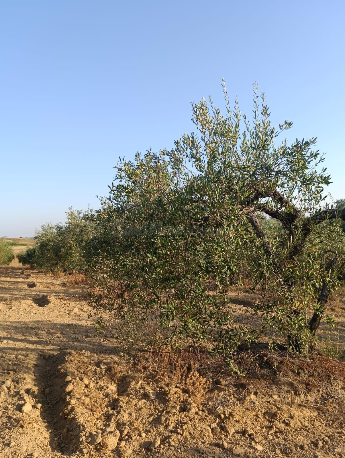 Terreno rural en venta - Almonte - foto 3