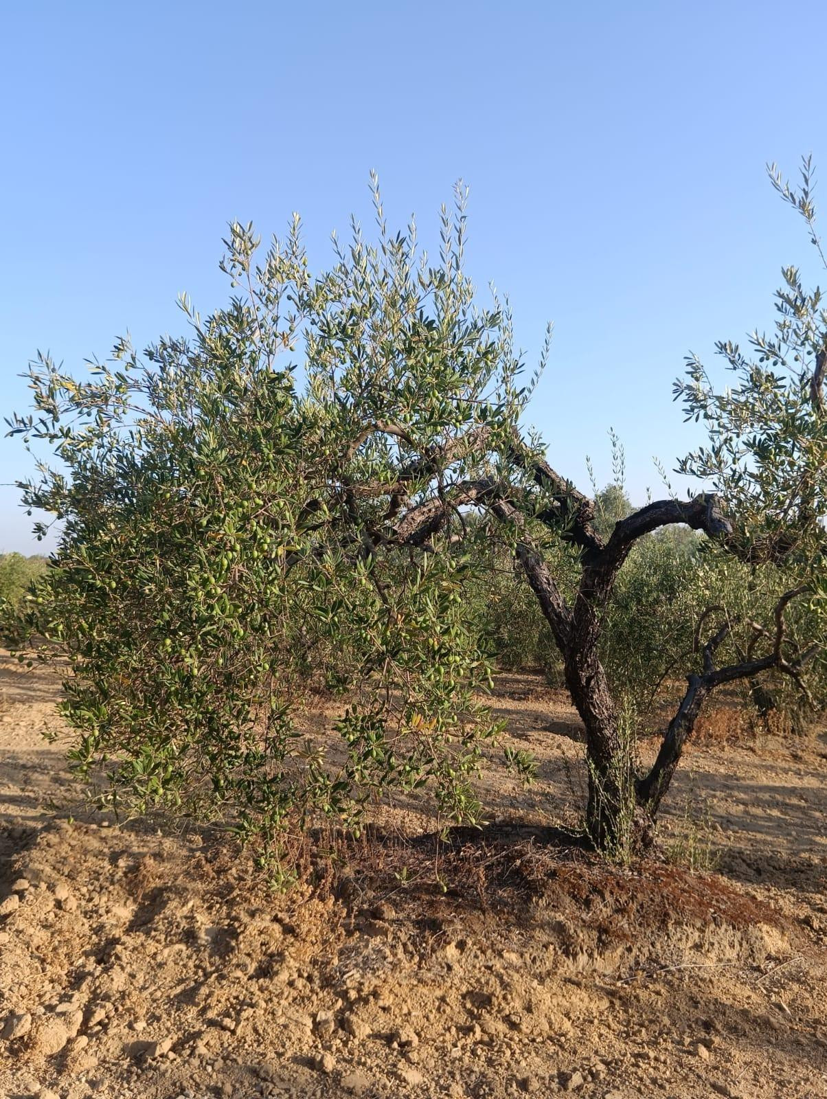 Terreno rural en venta - Almonte - foto 4