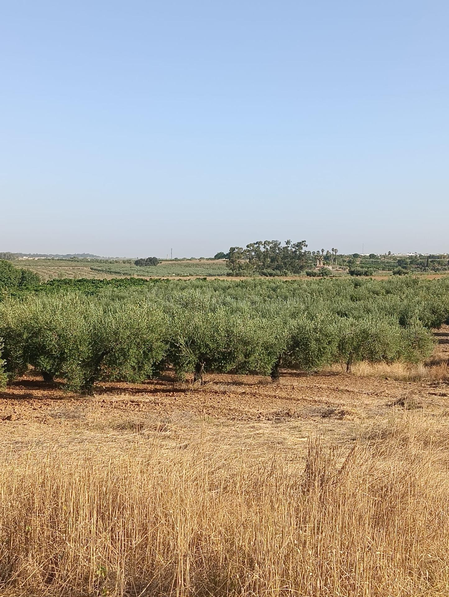 Terreno rural en venta - Centro - foto 3