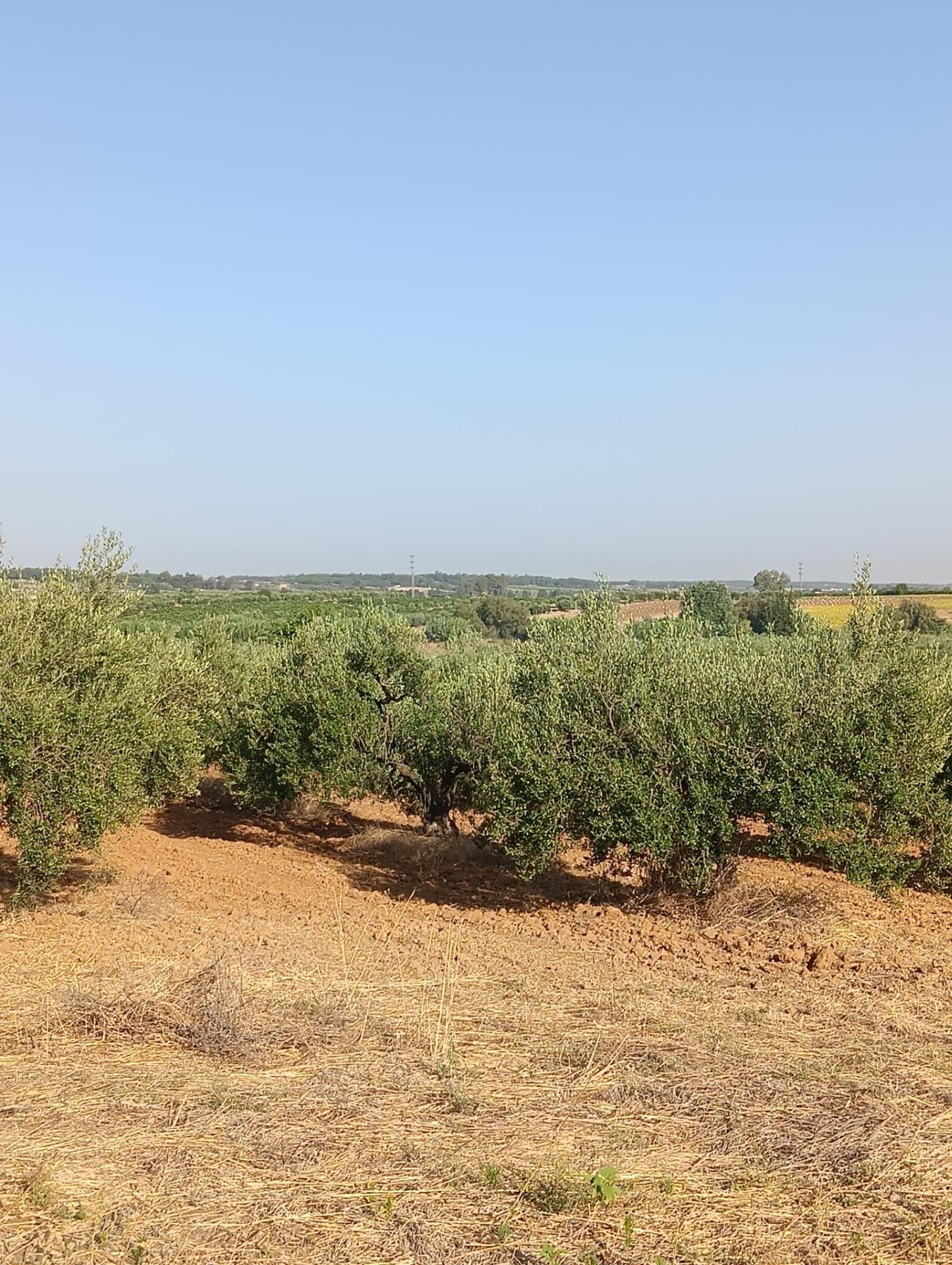 Terreno rural en venta - Centro - foto 4