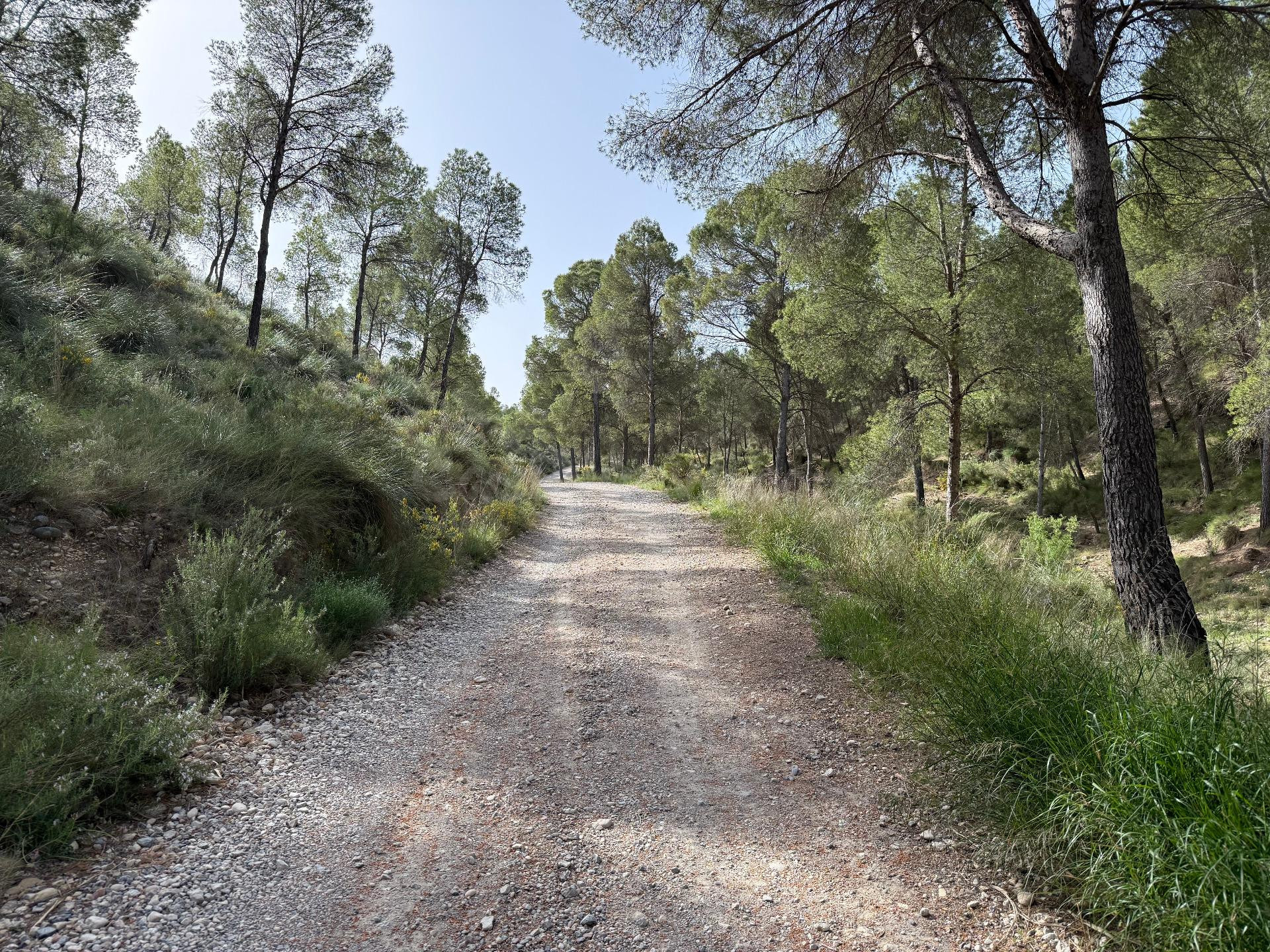 Finca en Calasparra - foto 5