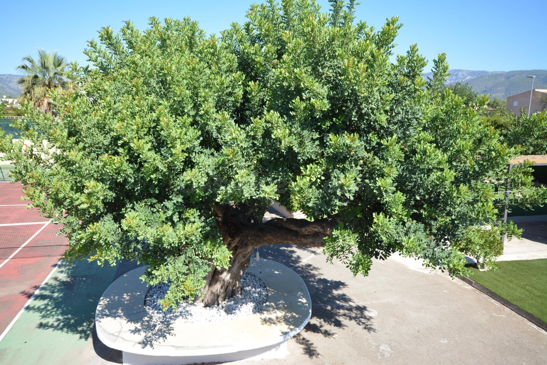 Se vende chalet unifamiliar en Son Daviu Nou - foto 4