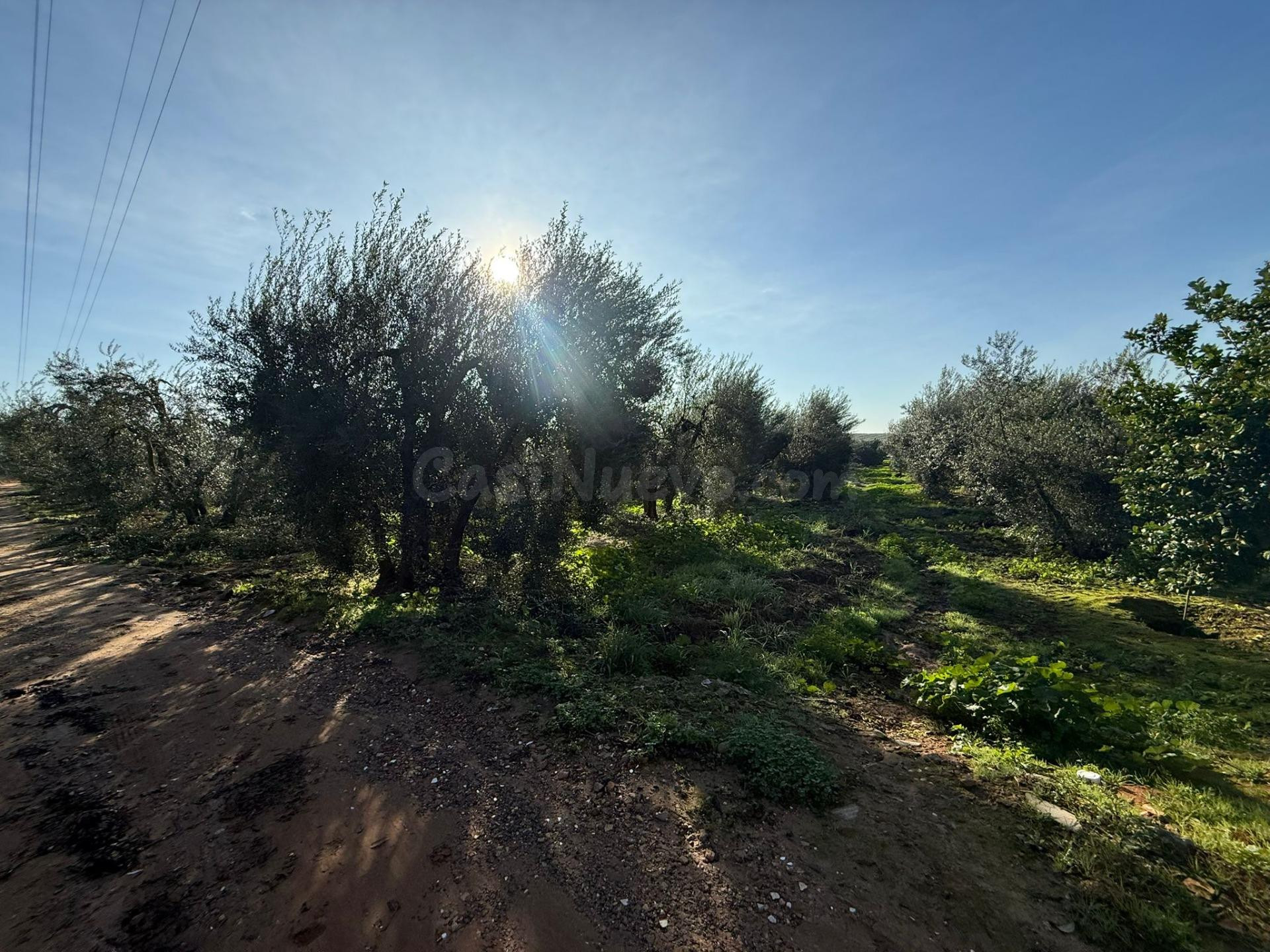 Terreno rural en venta - Andalucia - foto 2