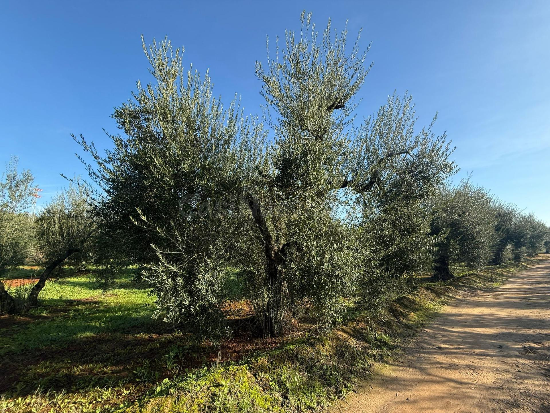 Terreno rural en venta - Andalucia - foto 3