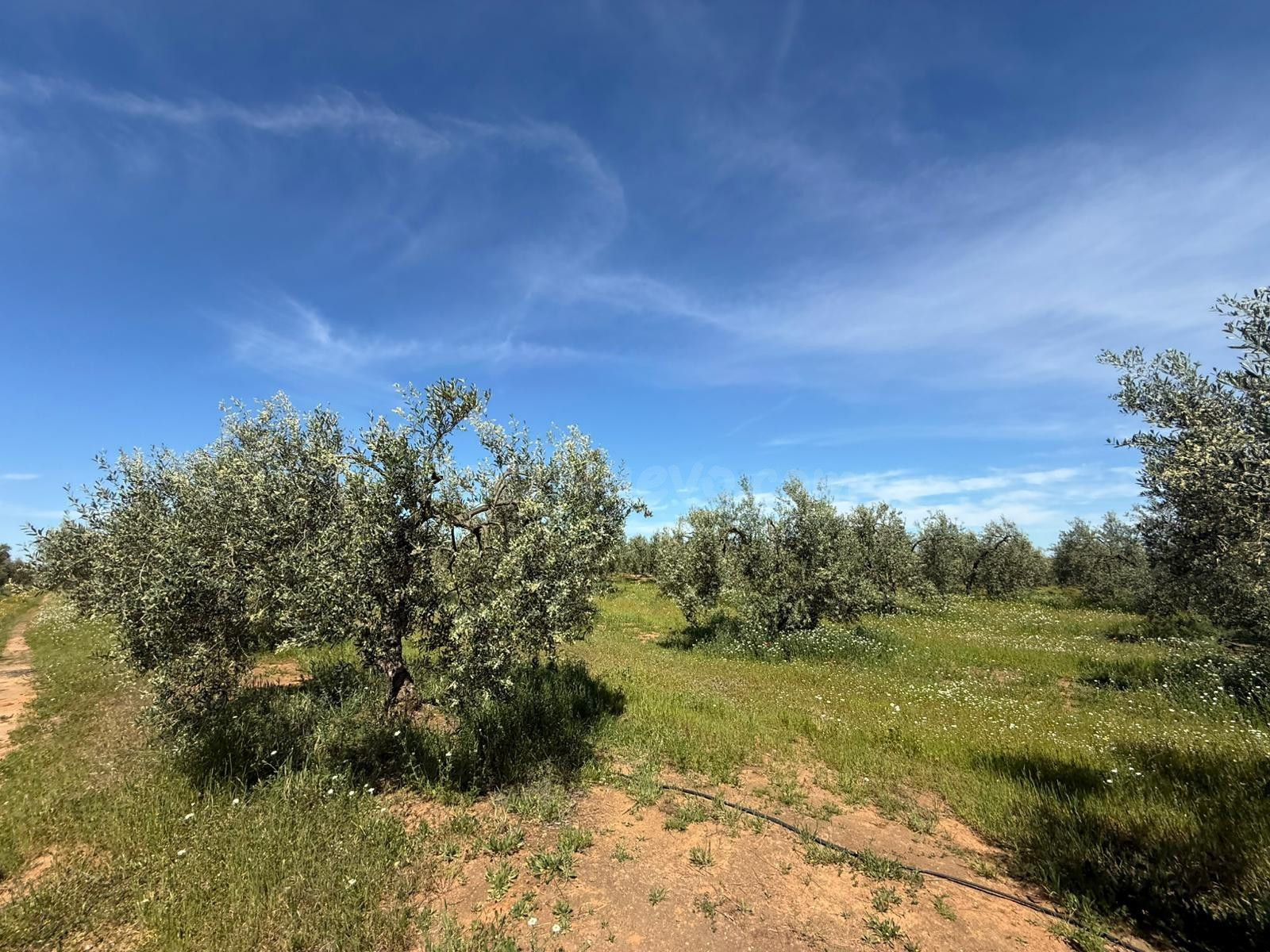 Terreno rural 36m² en venta - Andalucia - foto 2