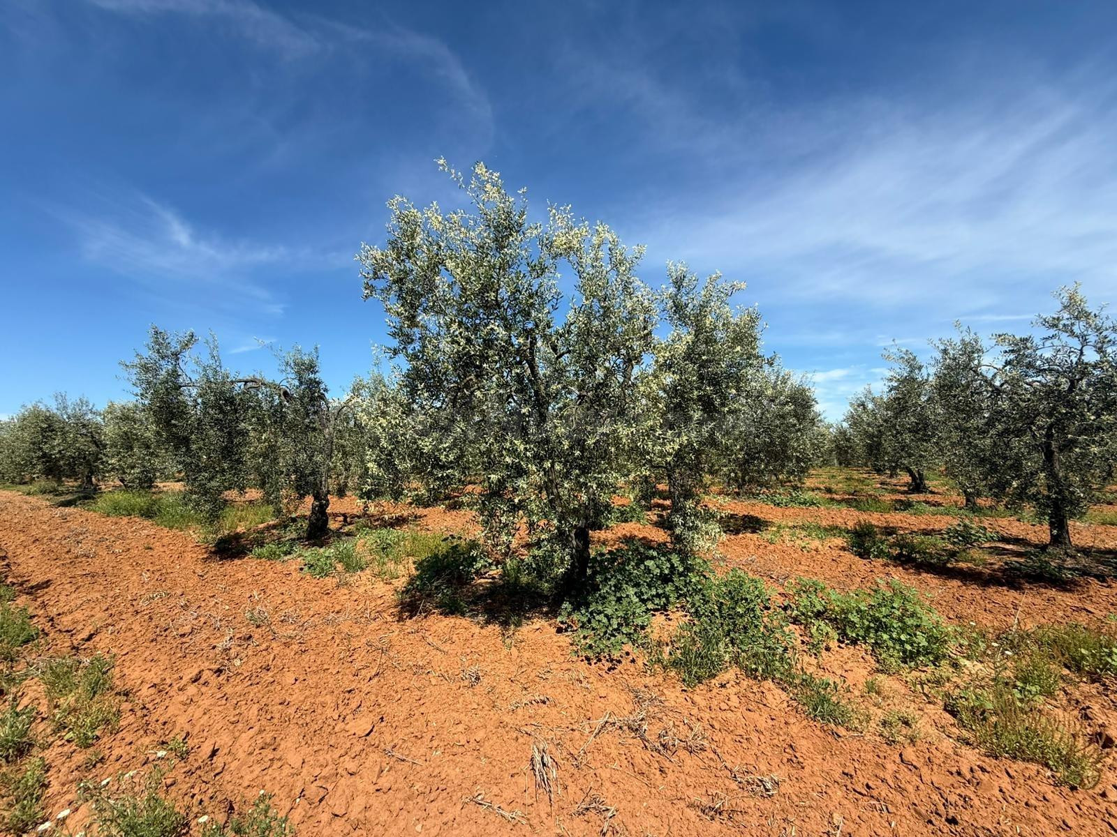 Terreno rural 36m² en venta - Andalucia - foto 4
