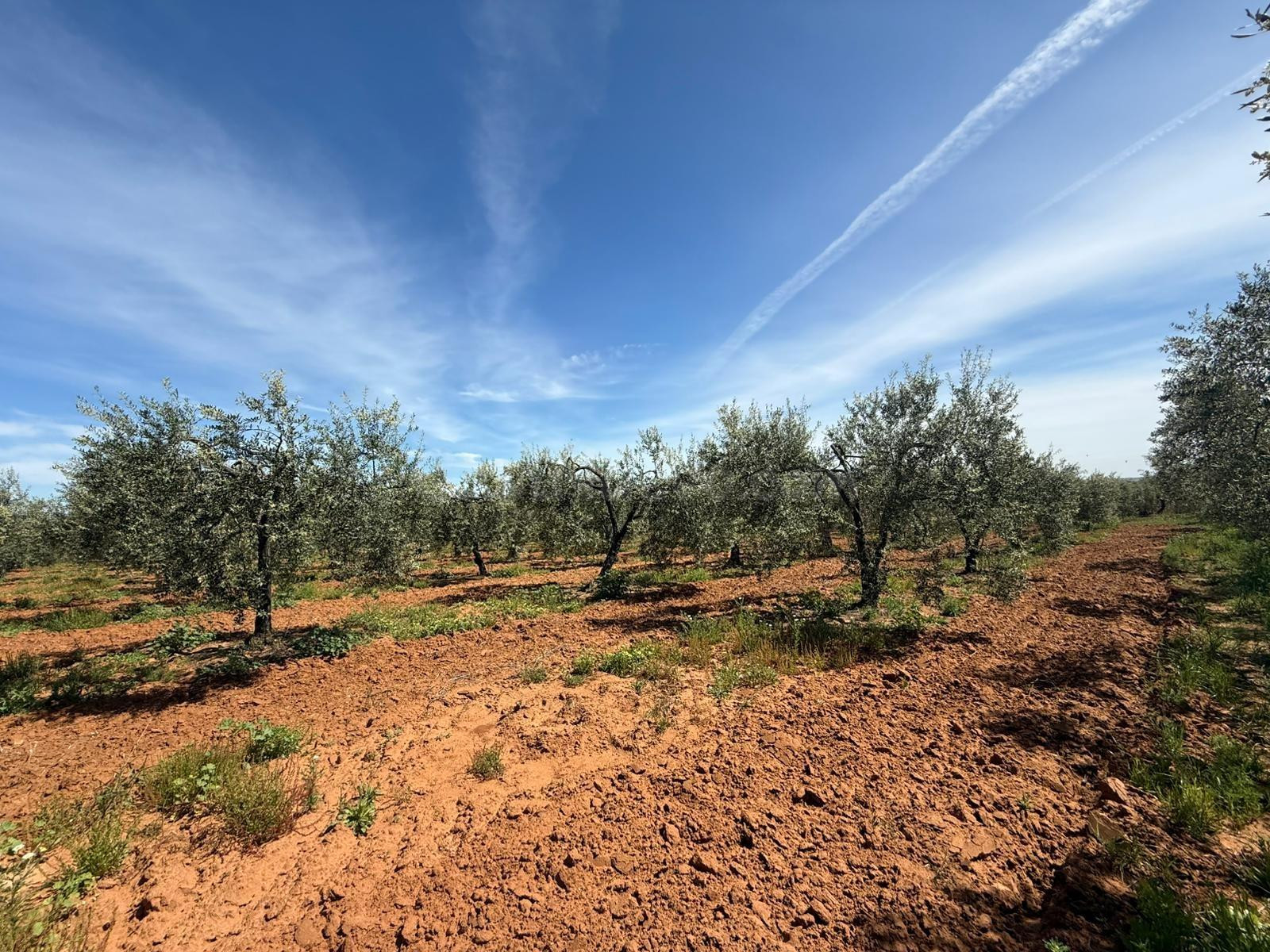 Terreno rural 36m² en venta - Andalucia - foto 5