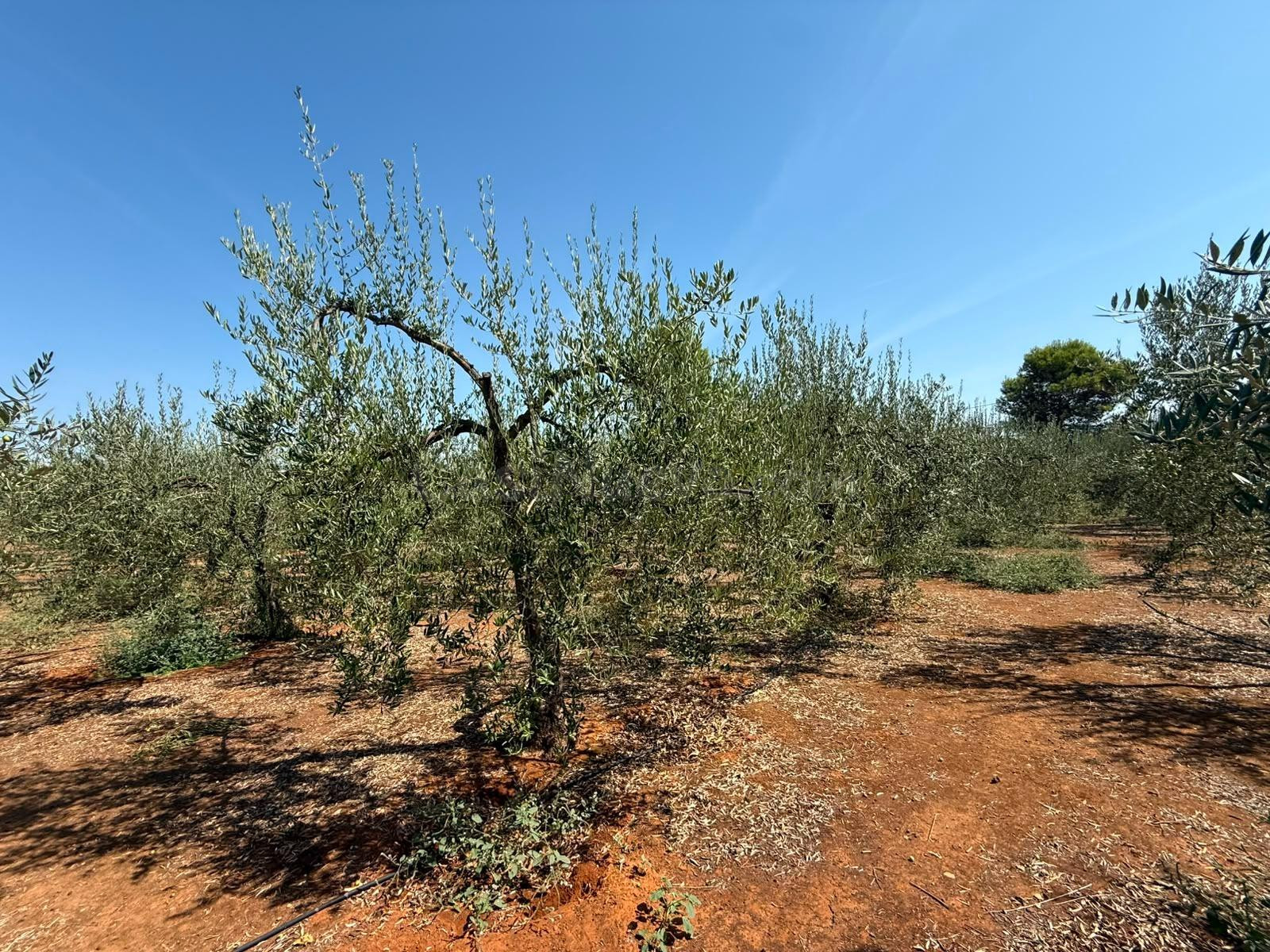 Terreno rural en venta - Andalucia - foto 4