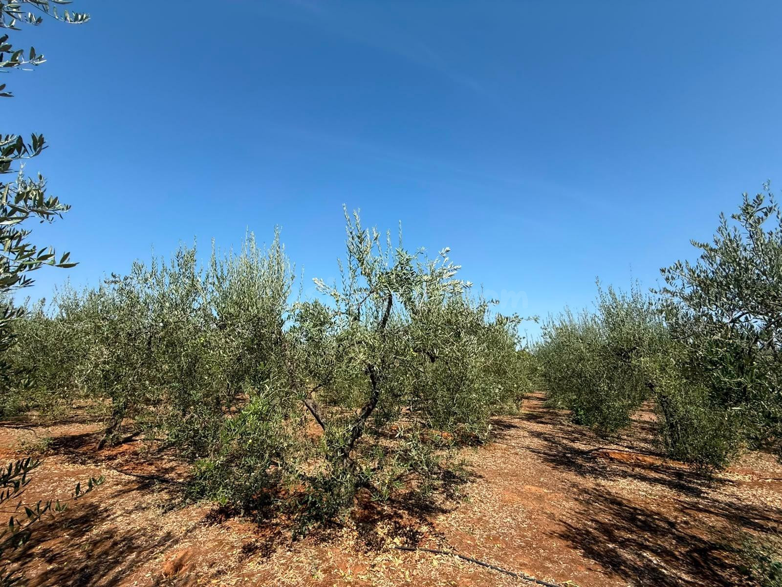 Terreno rural en venta - Andalucia - foto 5